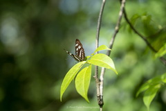 Phaedyma columella singa