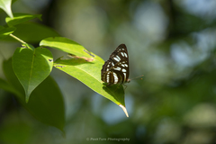 Phaedyma columella singa