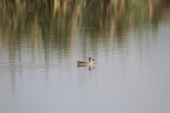 Marmaronetta angustirostris