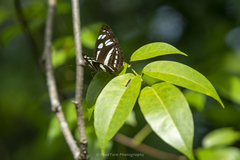 Phaedyma columella singa