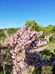 Erica simulans