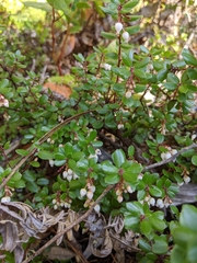 Arctostaphylos nummularia