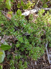 Arctostaphylos nummularia