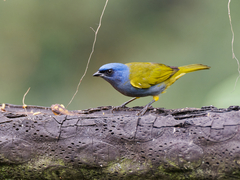 Blue-Capped Tanager photo 2