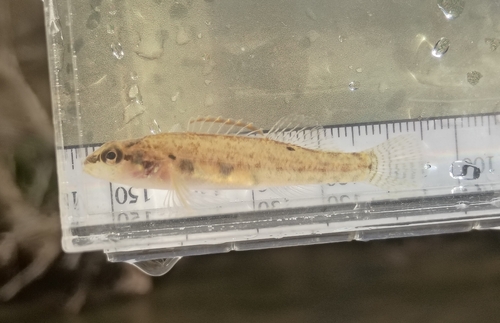 Stripetail darter (Etheostoma kennicotti) — Percidae