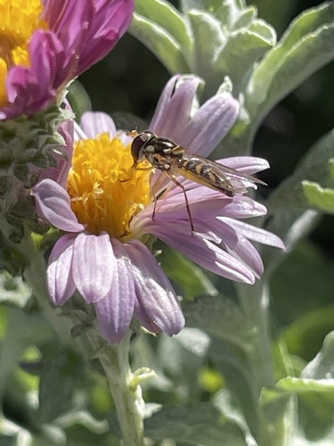 Unknown species found near Halison St, Torrance, CA, US