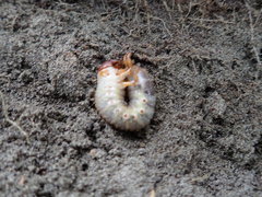 Pericoptus truncatus