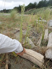 Pericoptus truncatus