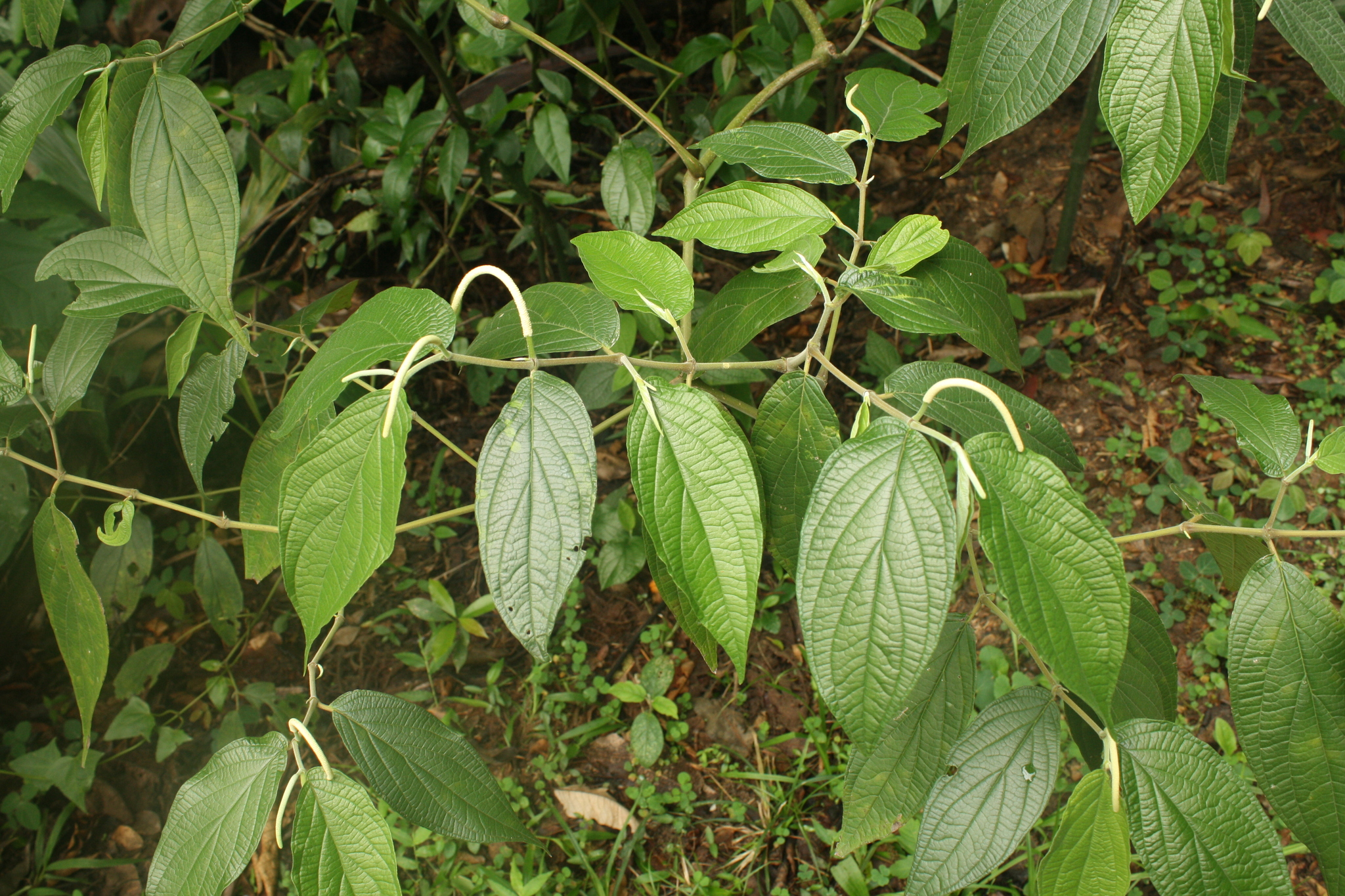 Piper aduncum