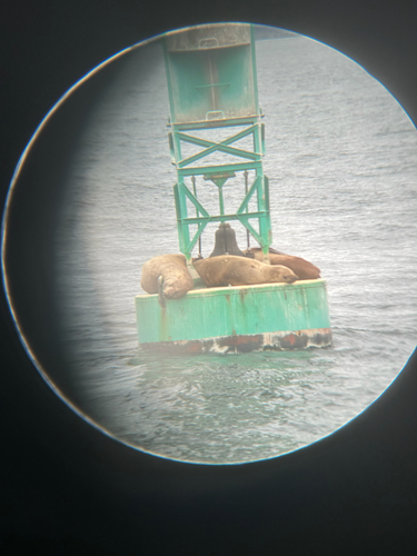 (c) graysenboehningfwc, some rights reserved (CC BY-NC)