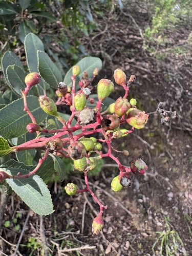 Unknown species found near Almaden Guadalupe Park, CA, USA