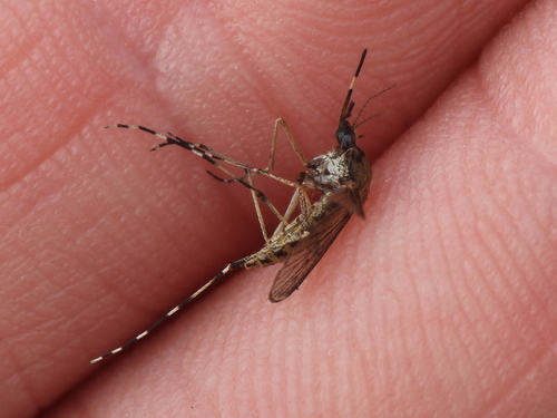 Unknown species found near Galveston, TX, USA