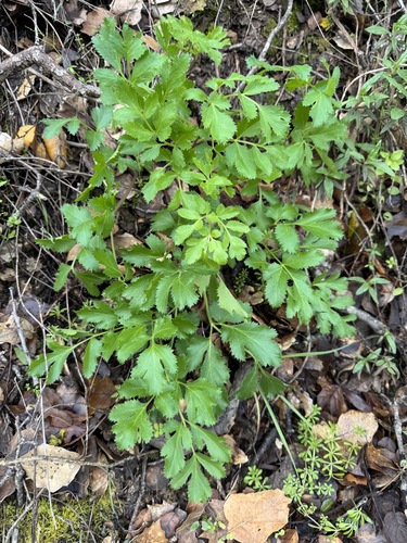 Hartweg's Umbrellawort foliage
