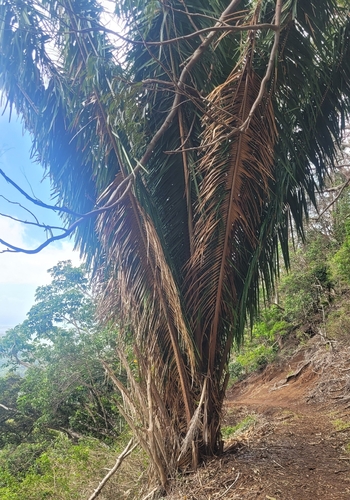 Attalea cohune observed 2026-02-16
