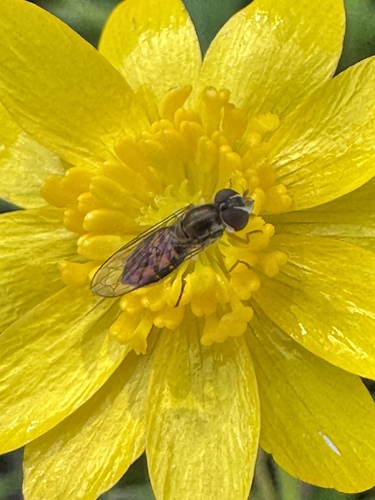 Unknown species found near Almaden Guadalupe Park, CA, USA