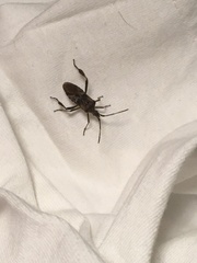 Leptoglossus occidentalis