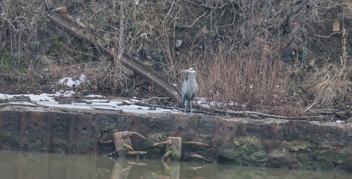 Great Blue Heron