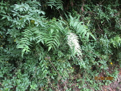 Sorbaria tomentosa