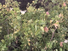 Capparis sandwichiana