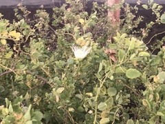 Capparis sandwichiana