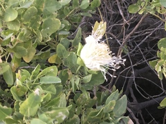Capparis sandwichiana