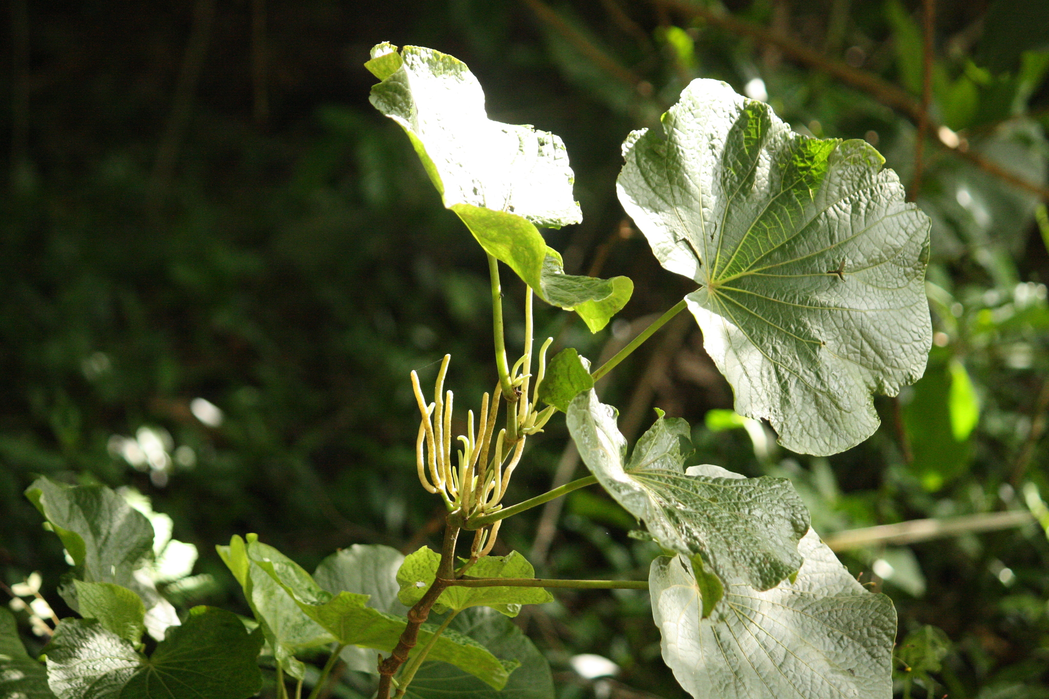 Piper umbellatum