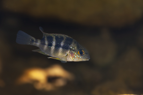 Hoogkop-cichlide (Cribroheros altifrons) — Cichlidae