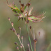 Tassel Gall - Photo (c) Vladimir Bryukhov, some rights reserved (CC BY-NC), uploaded by Vladimir Bryukhov