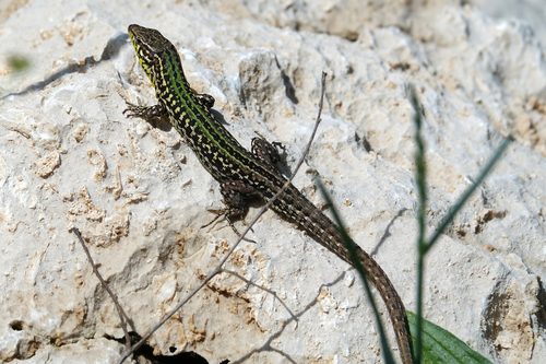 Dalmatian Wall Lizard, Gemeinde Cetinje, Montenegro, photo 7 of 10