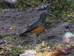 Turdus dissimilis