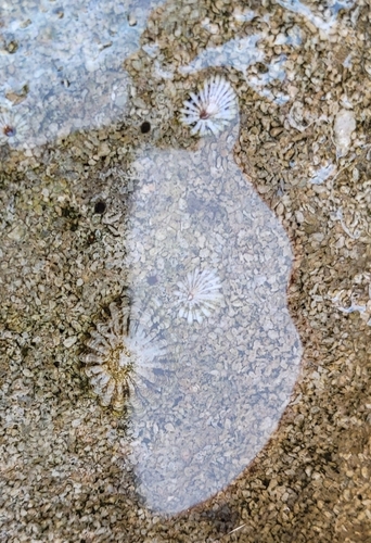 Siphonaria normalis observed 2026-02-18