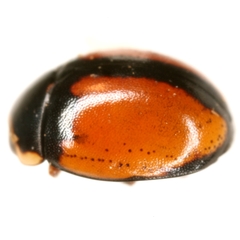 Hyperaspis nigrosuturalis