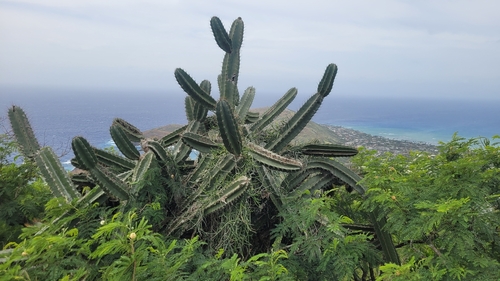 Cereus hildmannianus observed 2026-02-19