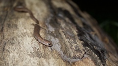 Batrachoseps major major