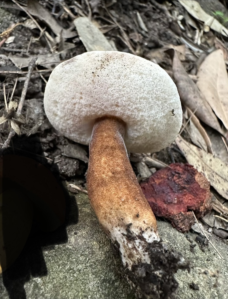 Gyroporus mcnabbii · February 2026 · photo: © prossington (iNaturalist, cc-by)