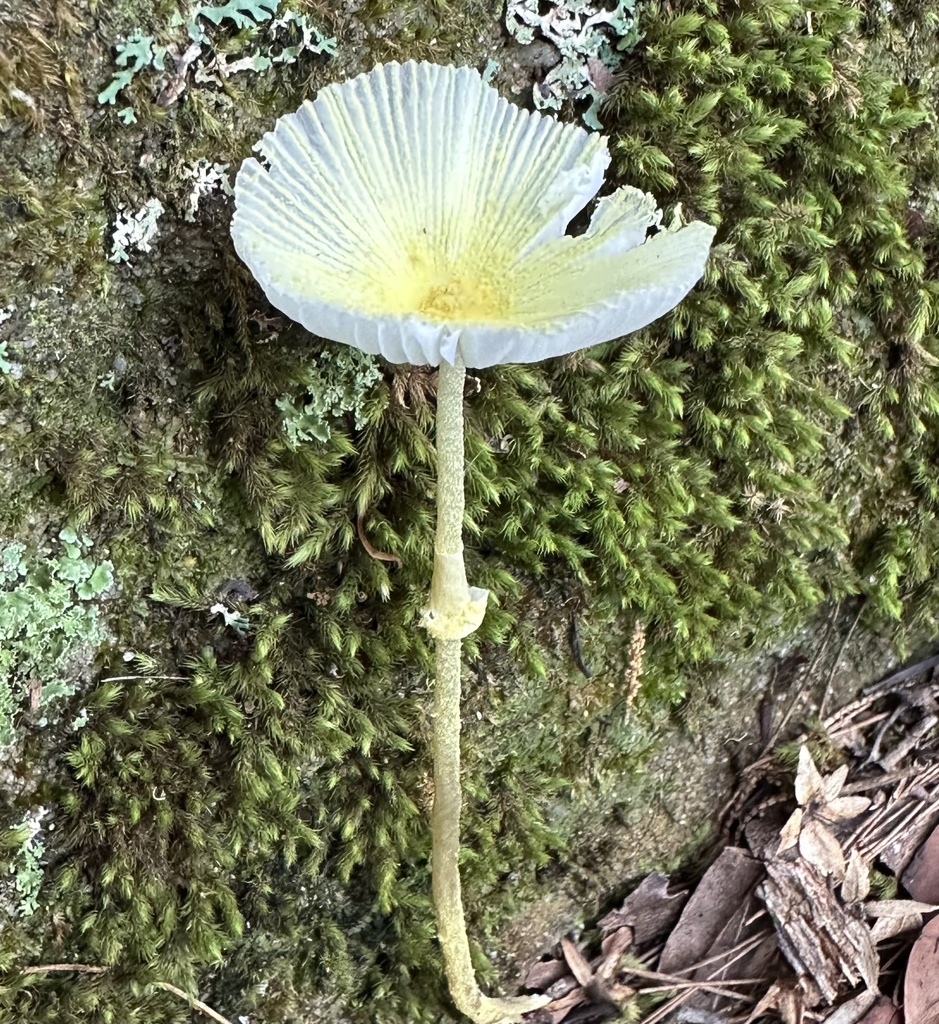 Leucocoprinus fragilissimus · February 2026 · photo: © prossington (iNaturalist, cc-by)