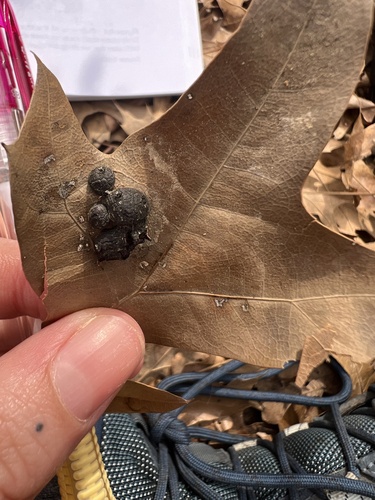 Unknown species found near Lewisville, TX, US