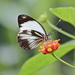 Mariposa Blanca Manchada - Photo (c) Laura Gaudette, algunos derechos reservados (CC BY), subido por Laura Gaudette