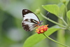 Mariposa Blanca Manchada - Photo (c) Laura Gaudette, algunos derechos reservados (CC BY), subido por Laura Gaudette