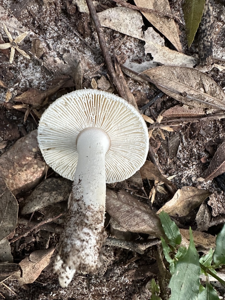 Amanita crematelloides