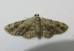 Lepidoptera