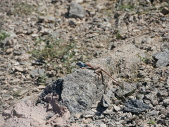 Pseudotrapelus jensvindumi