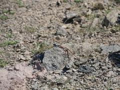 Pseudotrapelus jensvindumi