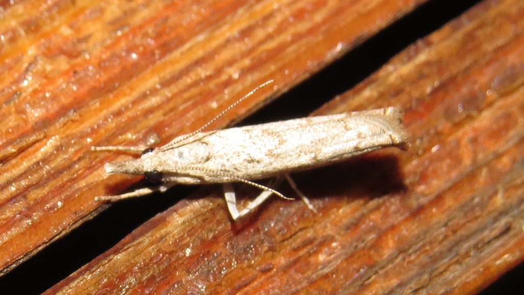 Culladia inconspicuellus
