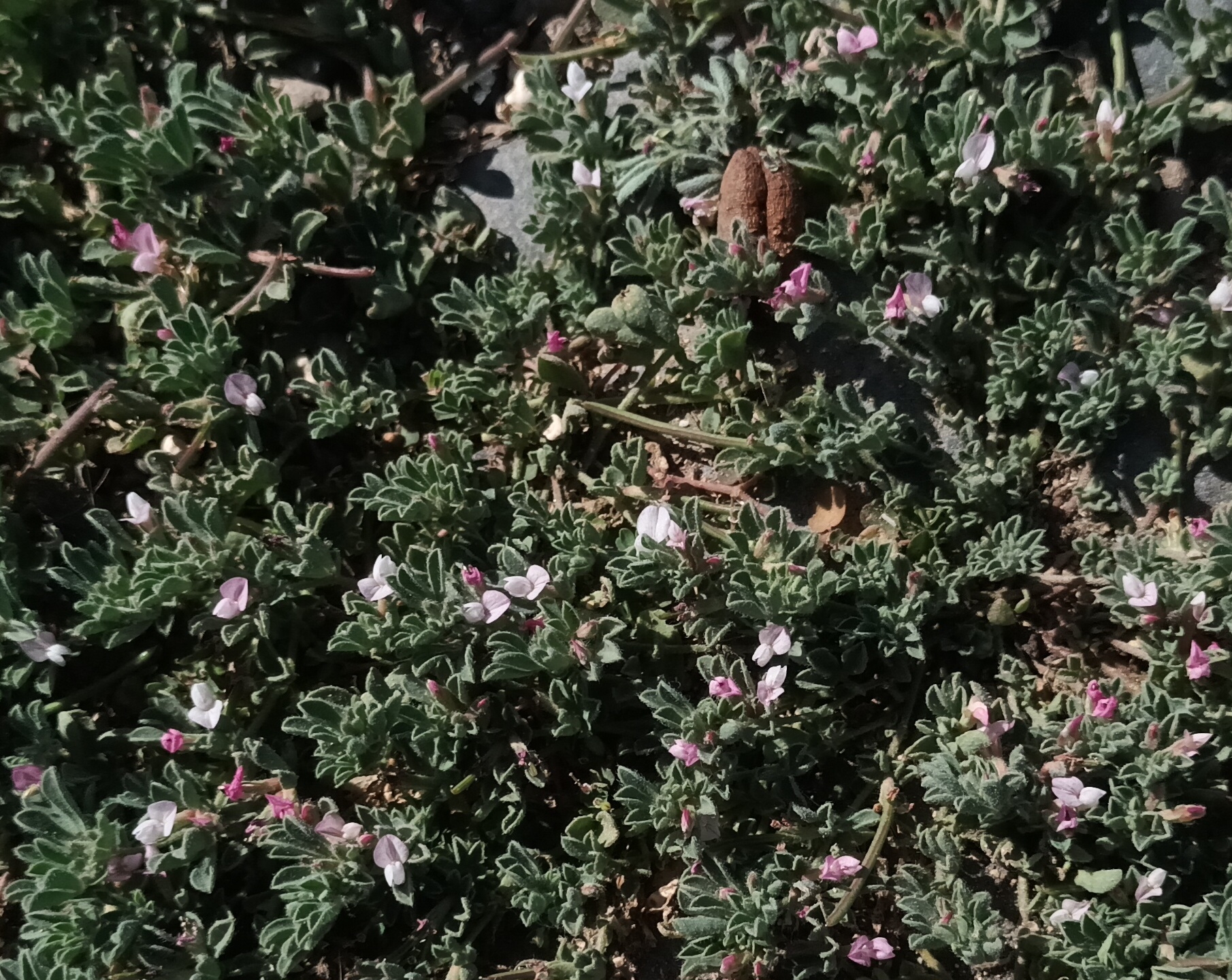 Lotus glinoides