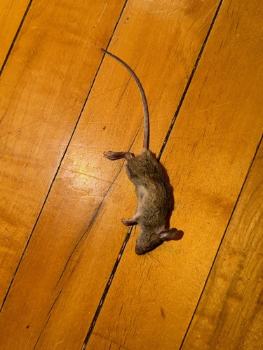 House Mouse