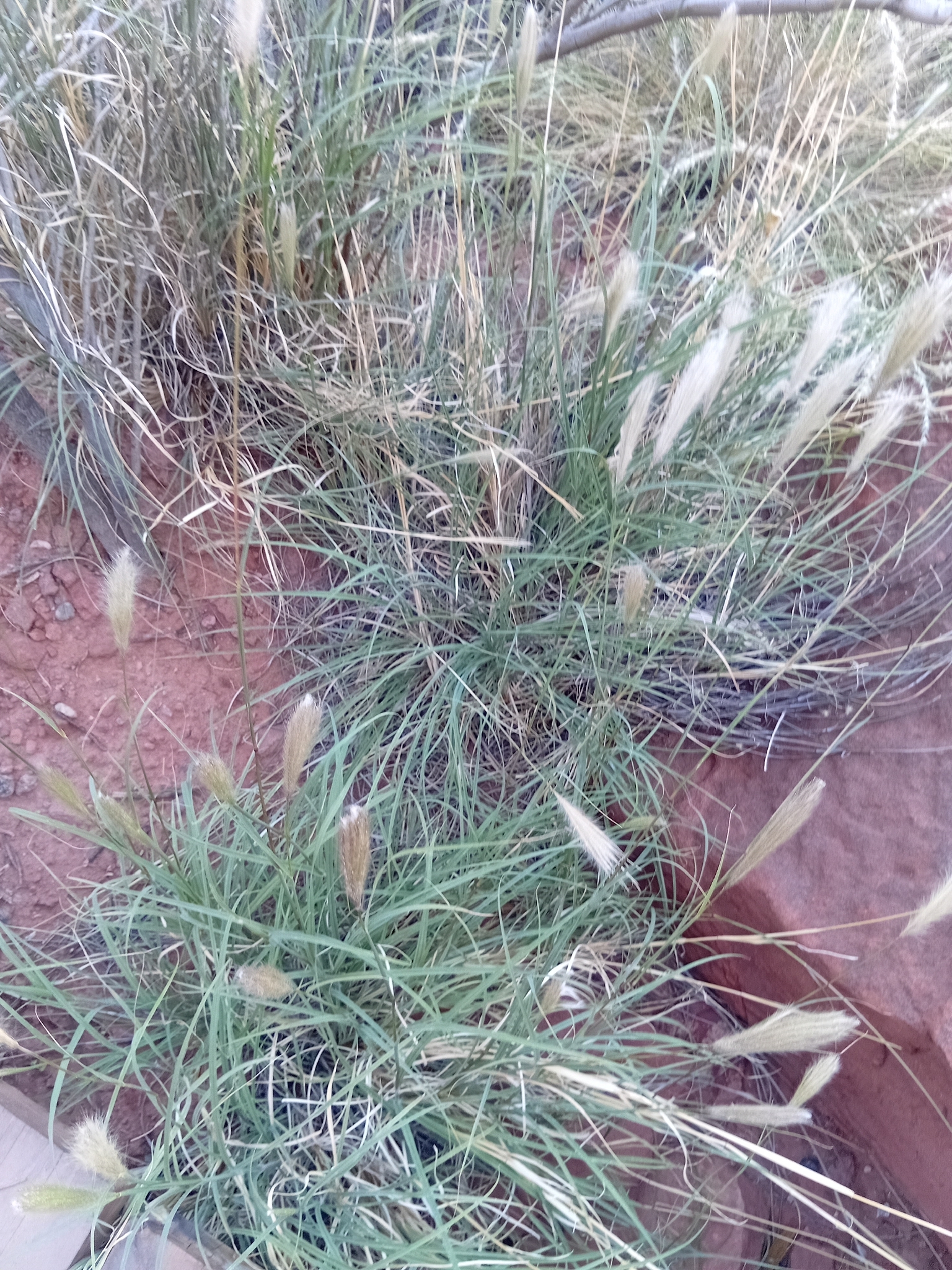 False Rhodes Grass (Leptochloa crinita)