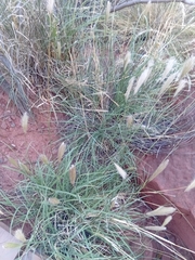 Leptochloa crinita, photograph author not stated, no rights reserved