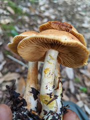 Cortinarius rubiginosus