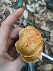 Cortinarius rubiginosus